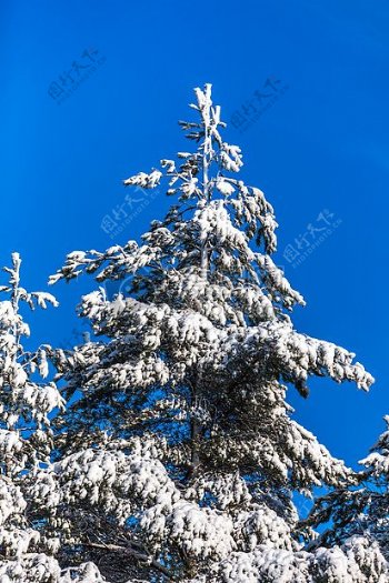 被积雪覆盖的树木