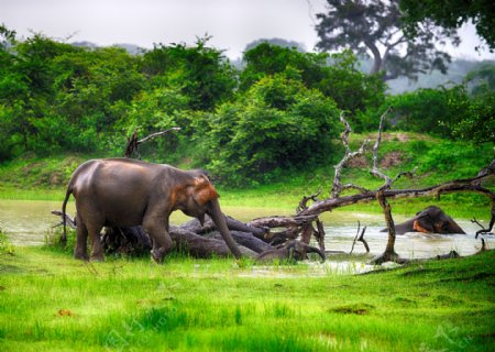 草地上的大象
