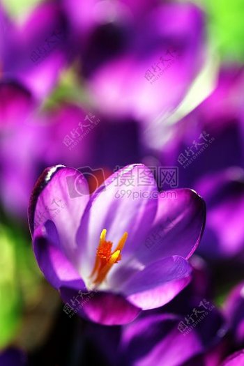 番红花花春自然花园开花紫色季节植物花的