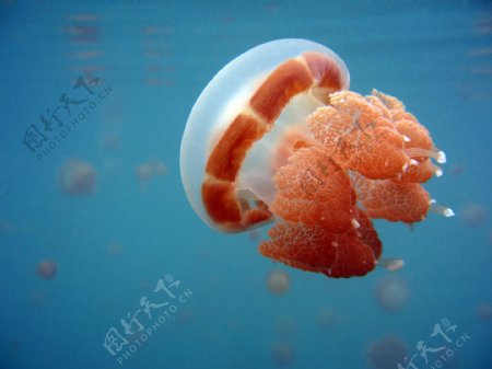 海里水母图片