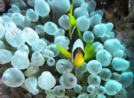 美丽的海底海藻小鱼图片