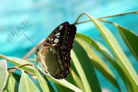 热带昆虫蝴蝶