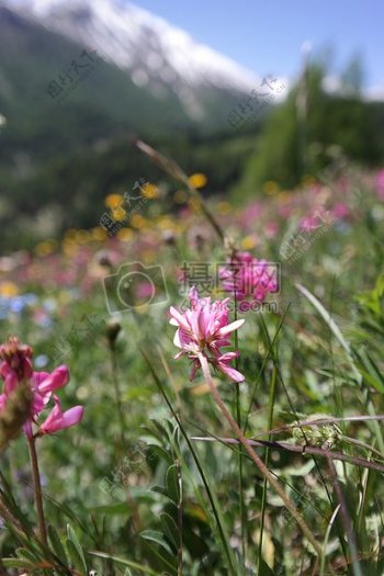 高山草甸鲜花山春天花卉自然瑞士景观蓝色的天空