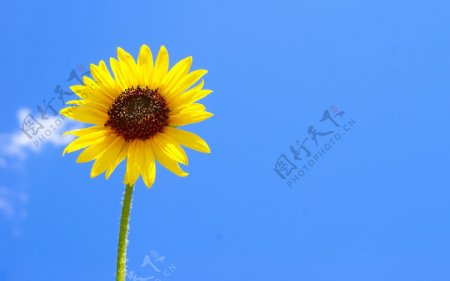 唯美向日葵花卉图片