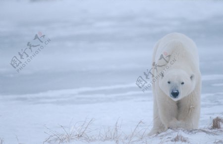 雪地里的北极熊