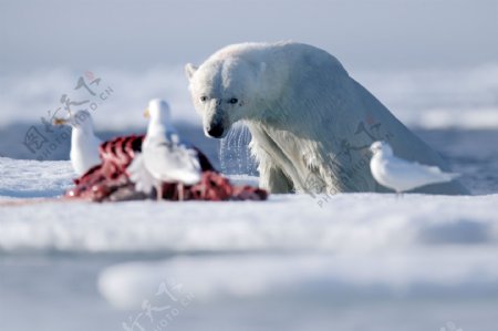 雪地里的北极熊与鸽子