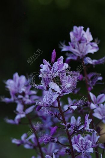 花园里的紫花