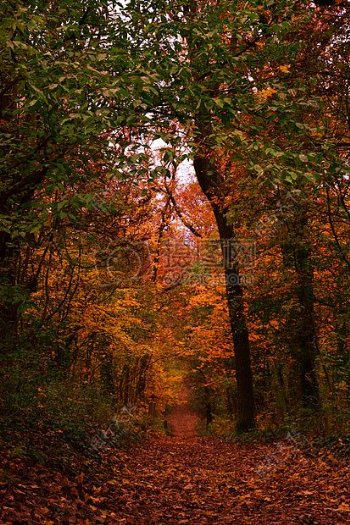 秋天黄色的树叶林
