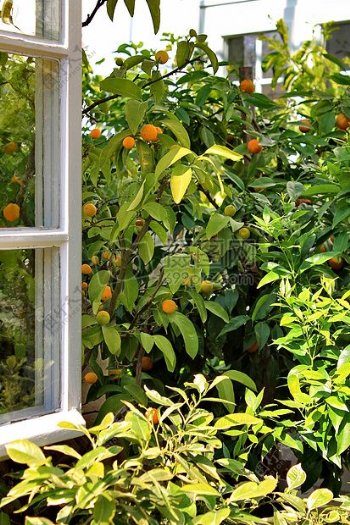 窗外的橘子树