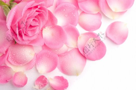 唯美粉色玫瑰花花瓣图片