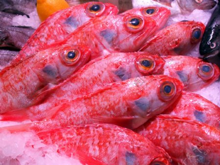红鲻鱼图片