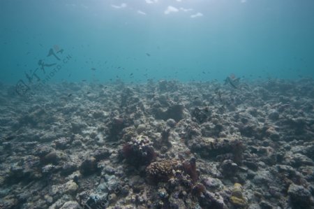 珊瑚礁与鱼类摄影图片