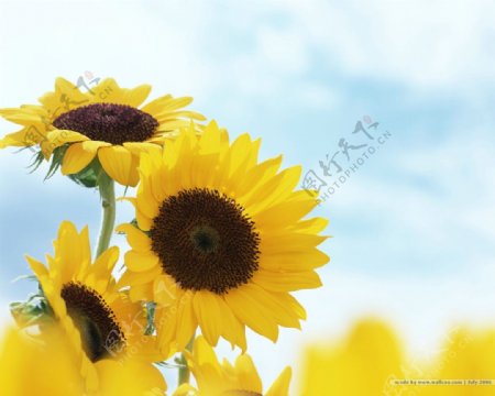 唯美向日葵花卉图片