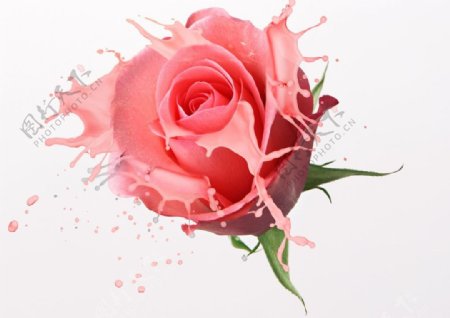 液体粉色玫瑰图片