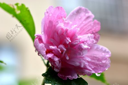雨后粉色木芙蓉图片