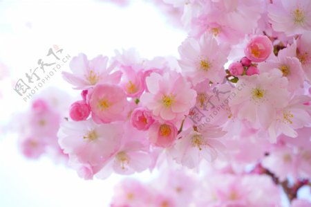 唯美粉色樱花花枝图片
