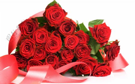 鲜艳红玫瑰花卉图片