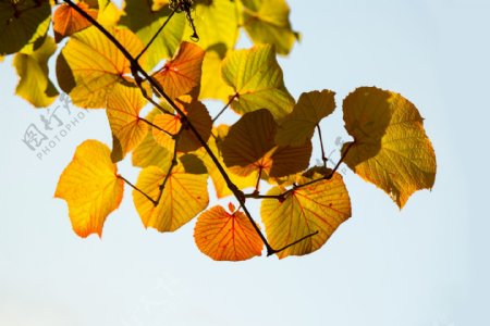 秋天金色树叶图片