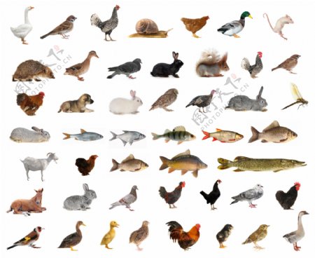 48种家禽鱼类与鸟类动物高清图片