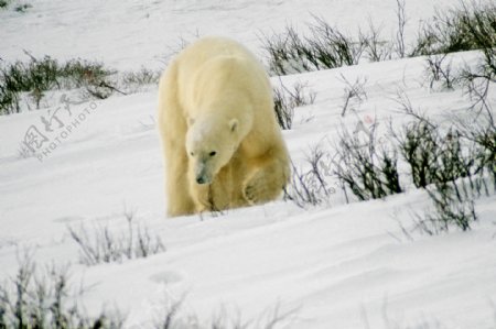 北极熊写真图片素材