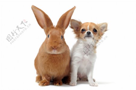 兔子与小狗