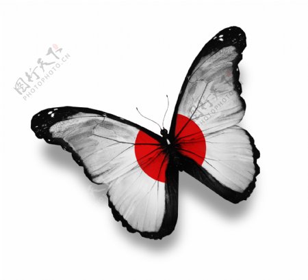 日本国旗蝴蝶