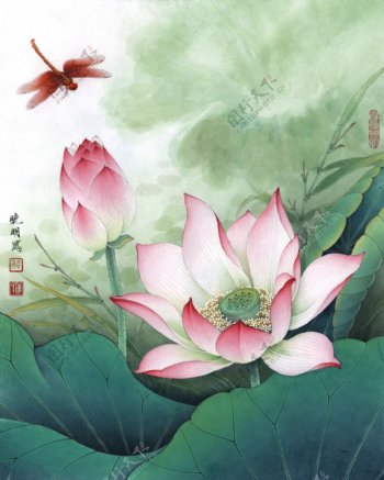2012荷花红蜻蜓1