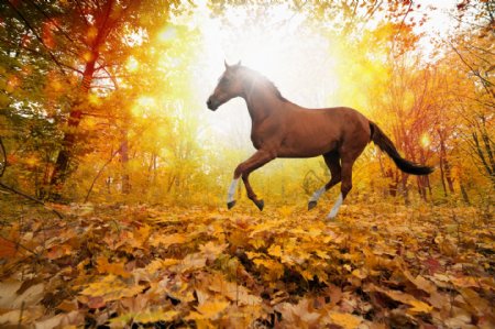 秋天树林里奔跑的骏马