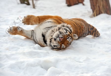 躺在雪地里的老虎