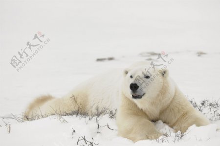 趴在雪地上的北极熊