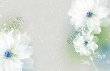 白色花卉装饰背景