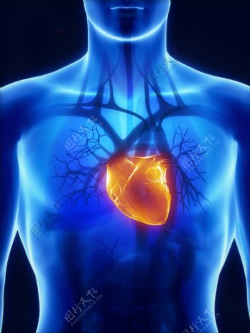 男性人体心脏器官图片