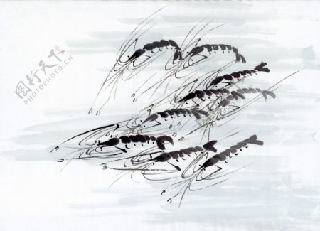 虾写意水族国画0216