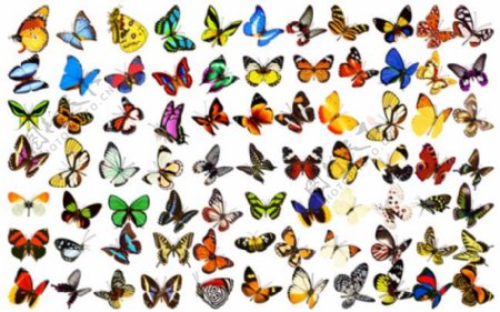 各种颜色的蝴蝶图片大全PSD分层
