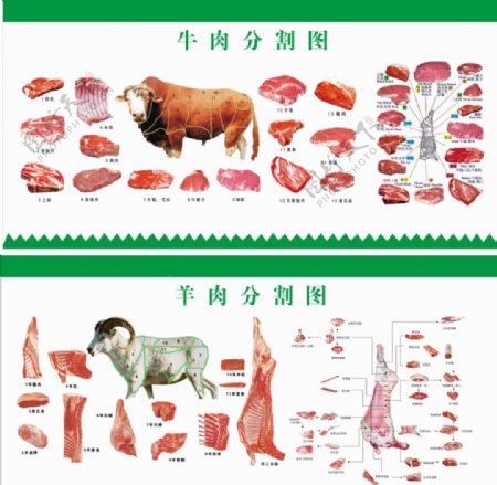 牛羊肉分割图