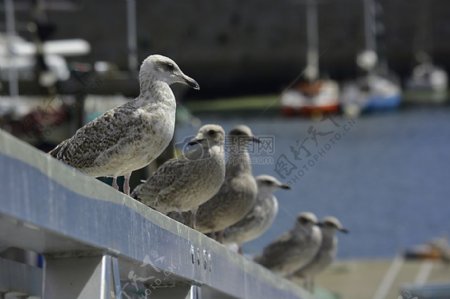 自然海海鸥鸟海鸥集团