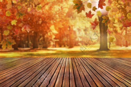 秋天枫树木板背景图片