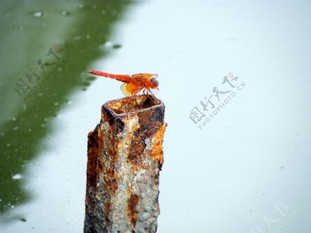 锈铁的蜻蜓图片