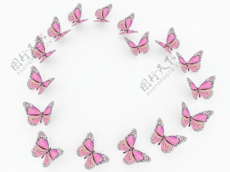 粉红蝴蝶孤立在白色背景