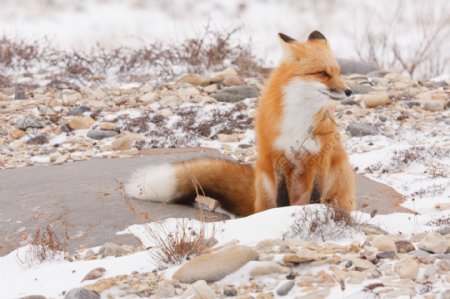 在雪3红狐狸