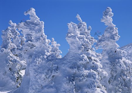 树梢上的积雪