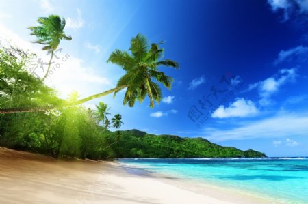 海边沙滩椰树和阳光