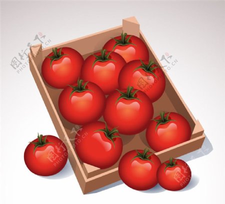 精美红色西红柿矢量素材