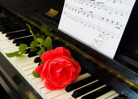 红色玫瑰花和乐谱和钢琴图片