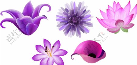 紫色鲜花花朵