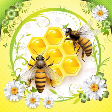 两蜜蜂围绕着鲜花和采蜜飞图案背景图
