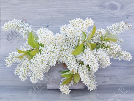白色丁香花图片
