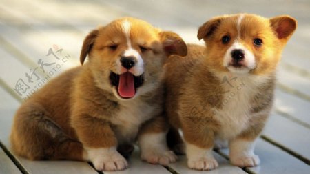 可爱两只小狗图片