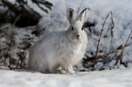 雪地里的小兔子图片