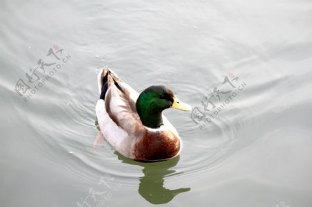 水中野鸭子图片